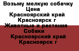 Возьму мелкую собачку! › Цена ­ 500 - Красноярский край, Красноярск г. Животные и растения » Собаки   . Красноярский край,Красноярск г.